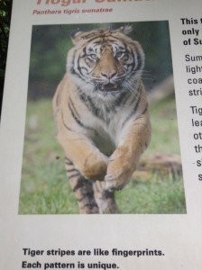 sumatrian tiger photo